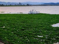 Hyacinth surrounding  the pumping station