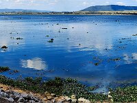 Monday - some natural clearing of the Hyacinth with strong wind change