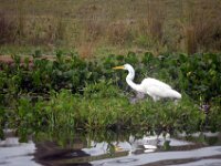 Great egret