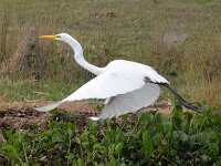 Great egret