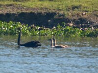 Monday morning - Black Swans and Cygnets. 14 + 51 (322)
