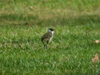Monday morning - baby Plover