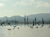 Tuesday morning. Cormorants
