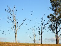 Tuesday morning. Cormorants