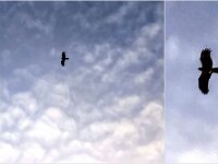 Friday morning a Whistling Kite