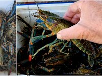 Saturdays catch - 69/353