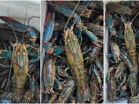 Saturdays catch - 69/353