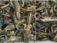 Tuesday catch - 80/565