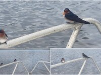 Wednesday - Friendly Swallows resting on the boat rail