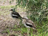 Wednesday - Curlews