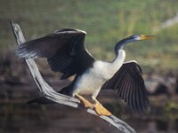 Friday - Aust Darter drying out