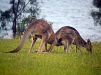 Sunday Romantic (Randy) Roo