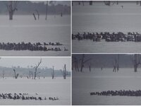 Tuesday morning - Little Black Cormorants