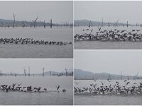 Tuesday morning - Little Black Cormorants