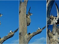 Monday morning  - Nesting Pied Cormorants