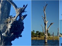Monday morning  - Nesting Pied Cormorants