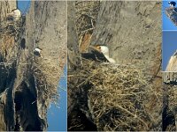 Monday morning  - Nesting Pied Cormorants