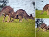 Sunday Romantic (Randy) Roo