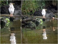Monday morning - Darter