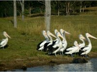 Monday morning Pelicans