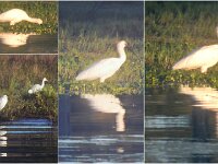 Monday morning - Egrets