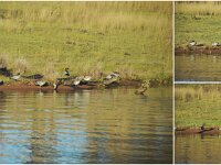 Monday morning - Ducks