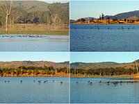 Wednesday morning - Little Black Cormorants