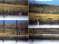 Wednesday morning - Little Black Cormorants