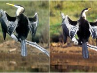 Friday - Aust Darter drying out