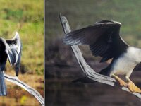 Friday - Aust Darter drying out