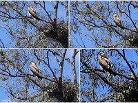 Whistling Kite pair