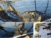 After the first three days we had caught only 67. Then day 4 we picked up this drty abandoned pot with 7 big boys. 47/114