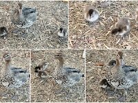 Thursday ducklings