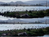 Monday morning Black Cormorants