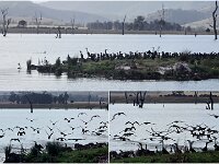 Monday morning Black Cormorants