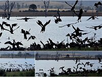 Monday morning Black Cormorants