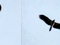 Monday - Whistling Kites