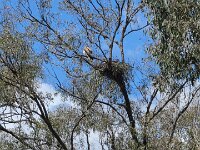 Whistling Kite pair