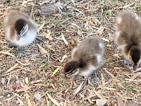 Thursday ducklings
