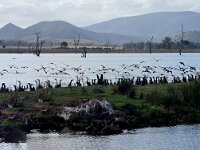 Monday morning Black Cormorants