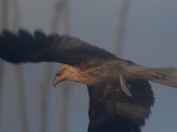 Whistling Kites