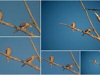 Whistling Kite pair