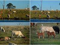Cattle & Egrets