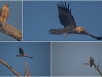 Whistling Kites