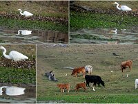 Cattle & Egrets