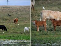 Cattle & Egrets