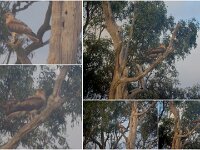 Whistling Kite pair