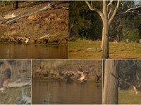 Whistling Kites