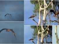 Whistling Kites