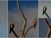 Whistling Kites
